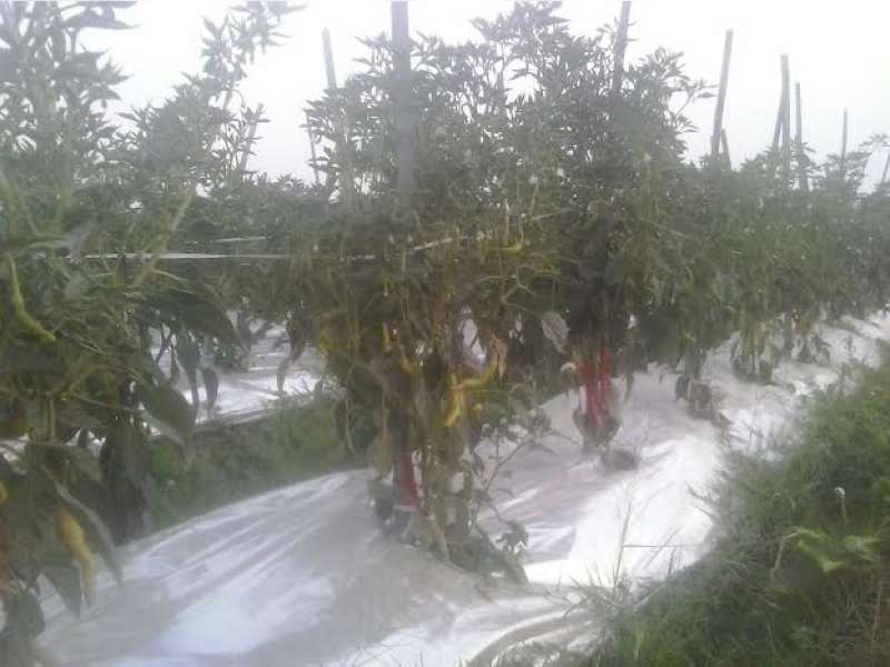 Harga Cabai Jeblok Bikin Petani Malas Petik