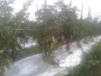 Harga Cabai Jeblok Bikin Petani Malas Petik