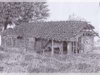 Kandang Jauh dari Rumah, 2 Ekor Sapi Digondol Maling