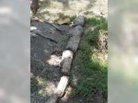 Warga Hibahkan Fosil Gading Gajah Purba ke Museum 13 