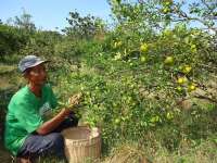 Serunya Memetik Buah Jeruk di Lereng Perbukitan Selogabus