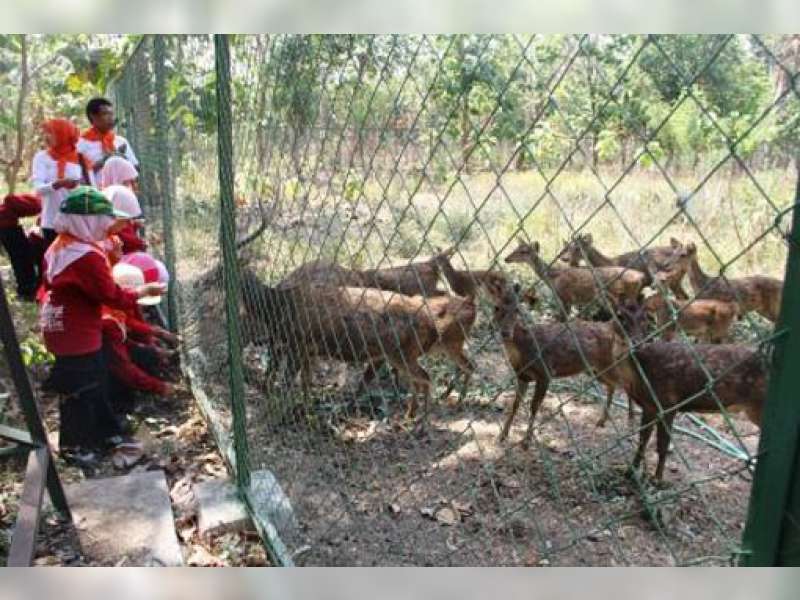 KPH Parengan Berhasil Membiakkan Rusa Timor di Hutan Malo