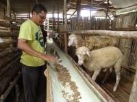 Bikin Klinik Khusus untuk Kambing Kawin, Beranak, dan Nifas