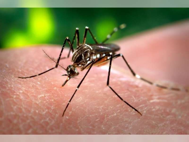 Musim Hujan Segera Tiba, Masyarakat Harus Waspada Demam Berdarah 