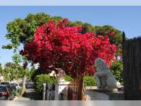 Bunga Bugenvil Bakal Hiasi Sepanjang Jalan Nasional di Bojonegoro