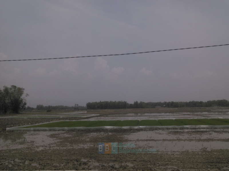 Awal Musim Hujan, Petani di Kanor Mulai Tebar Benih