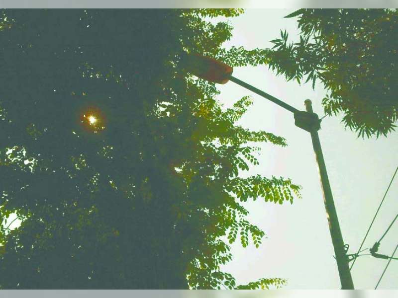 DKP Rapikan Ranting Pohon di Jalan Protokol Bojonegoro