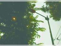 DKP Rapikan Ranting Pohon di Jalan Protokol Bojonegoro