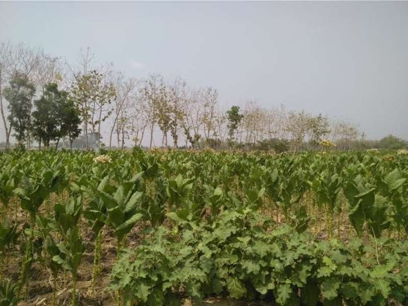 Harga Tembakau Masih Dibawah Harapan Petani