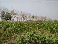 Harga Tembakau Masih Dibawah Harapan Petani