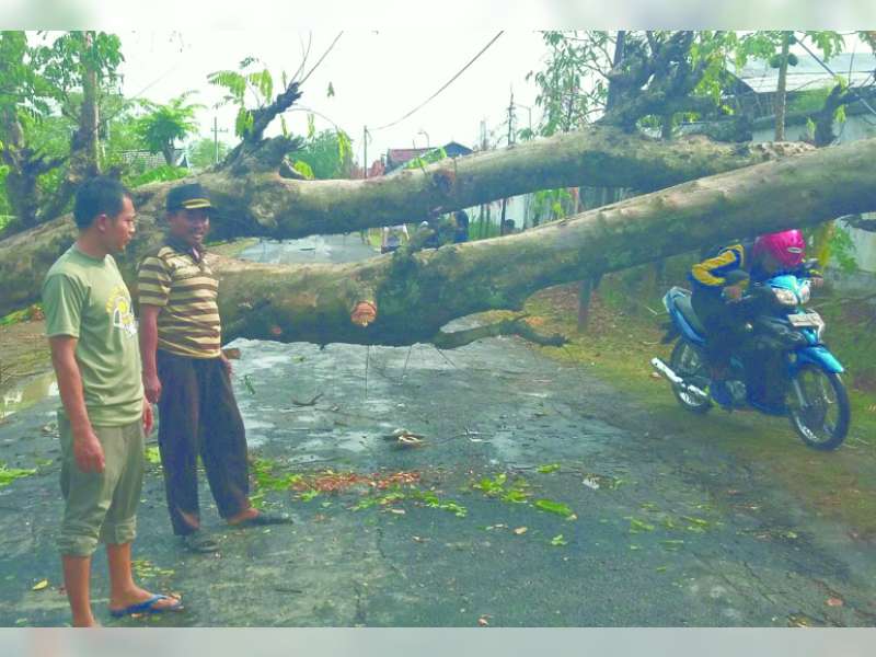 Hujan Hari Ketiga, Pohon di Kecamatan Balen Banyak yang Tumbang