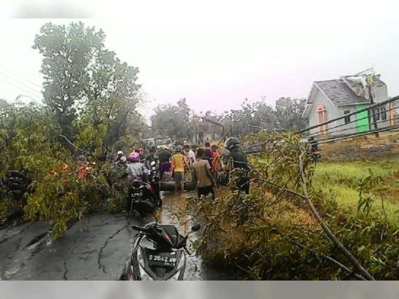 Puting Beliung Sasak Dander, 7 Pohon Tumbang