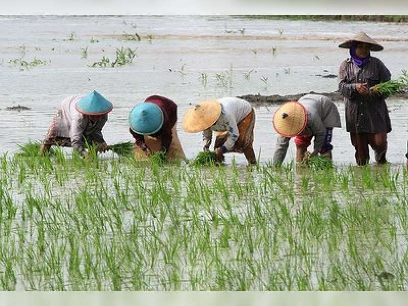 Terbaru 25 Gambar  Petani Menanam Padi  Di Sawah