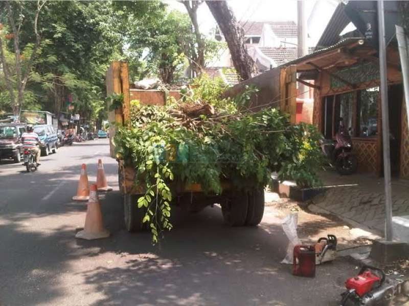 Personil dan Alat Kurang, Pemangkasan Ranting oleh DKP Jadi Lamban