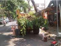 Personil dan Alat Kurang, Pemangkasan Ranting oleh DKP Jadi Lamban