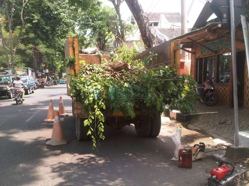 Antisipasi Angin Kencang, Pohon Tua Rawan Roboh Ditebang 