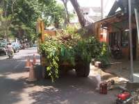 Antisipasi Angin Kencang, Pohon Tua Rawan Roboh Ditebang 