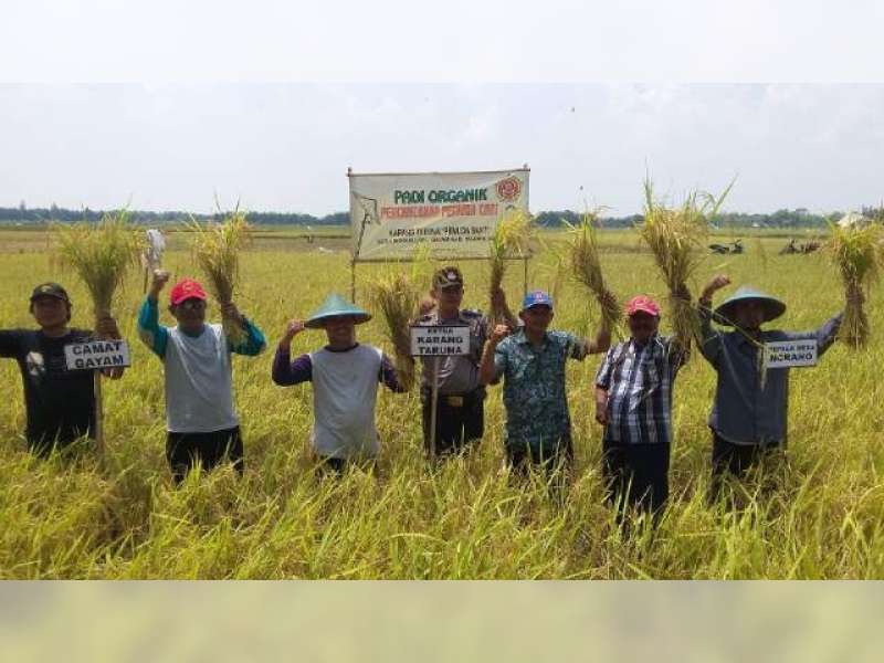 Karang Taruna Ngraho Panen Padi Organik