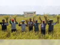 Karang Taruna Ngraho Panen Padi Organik