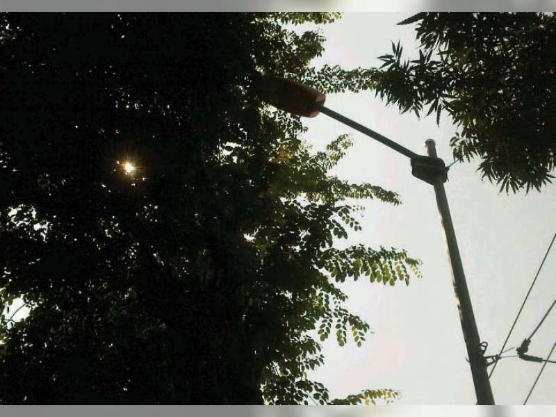 Minimalisir Bahaya, PLN Lakukan Rabas Ranting