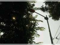 Minimalisir Bahaya, PLN Lakukan Rabas Ranting