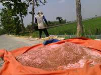 Stok Pupuk Masih Tersisa 27.464 Kilogram 