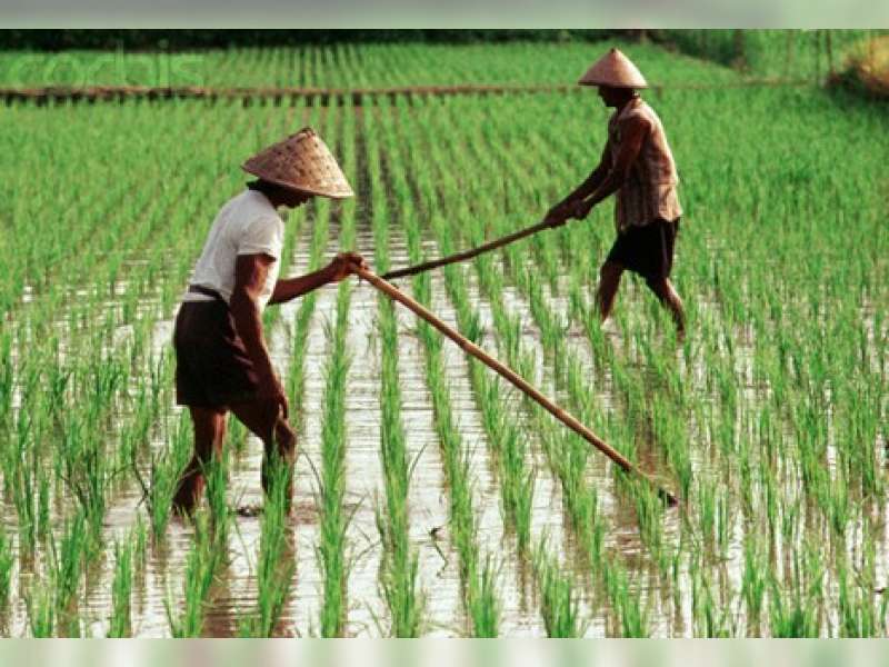 Perkecil Kerugian Petani, Dinas Pertanian Berikan Asuransi Tanaman