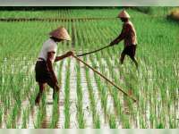 Perkecil Kerugian Petani, Dinas Pertanian Berikan Asuransi Tanaman