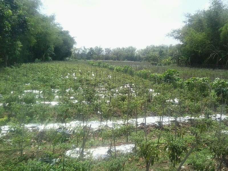 Petani Lega, Harga Cabai pada Musim Panen Berangsur Membaik