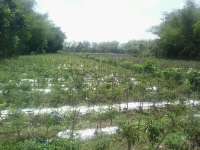 Petani Lega, Harga Cabai pada Musim Panen Berangsur Membaik