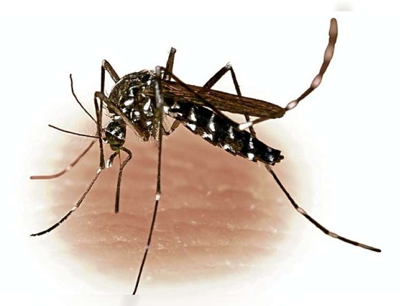 Penderita Demam Berdarah Alami Kenaikan Tahun Ini