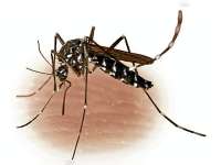 Penderita Demam Berdarah Alami Kenaikan Tahun Ini