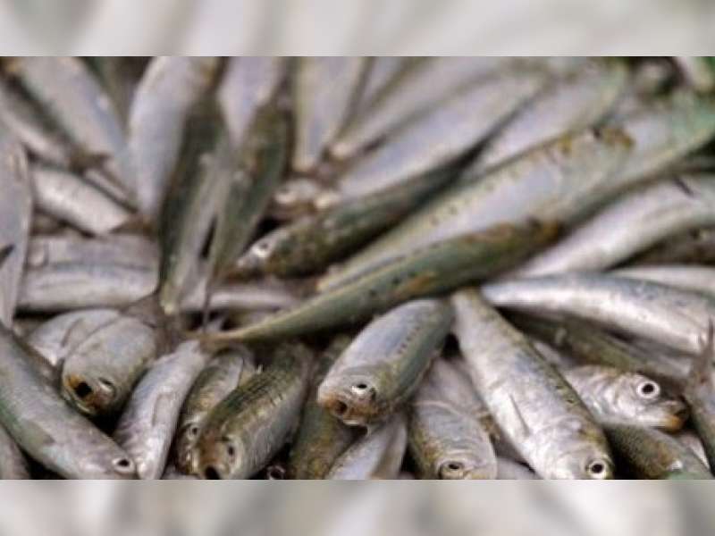 Musim Pladu, Warga Berburu Ikan Mabuk di Bengawan Solo