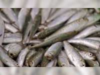 Musim Pladu, Warga Berburu Ikan Mabuk di Bengawan Solo