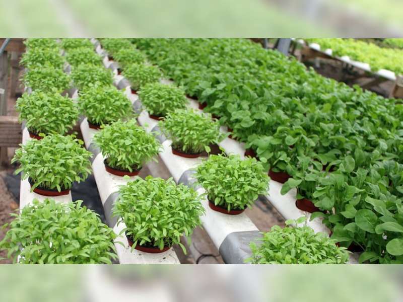 Berkebun Tinggalkan Media konvensional Gunakan 