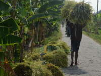 Serbu Luar Daerah, Demi Seonggok Pakan Ternak Murah