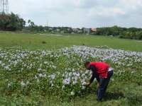 Indahnya Taman Bunga di Empang 