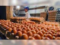 Harga Telur Naik Jelang Natal dan Tahun Baru