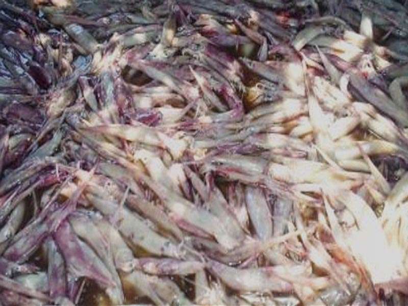 Pembeli Ikan Laut Naik, Karena Naiknya Harga Daging