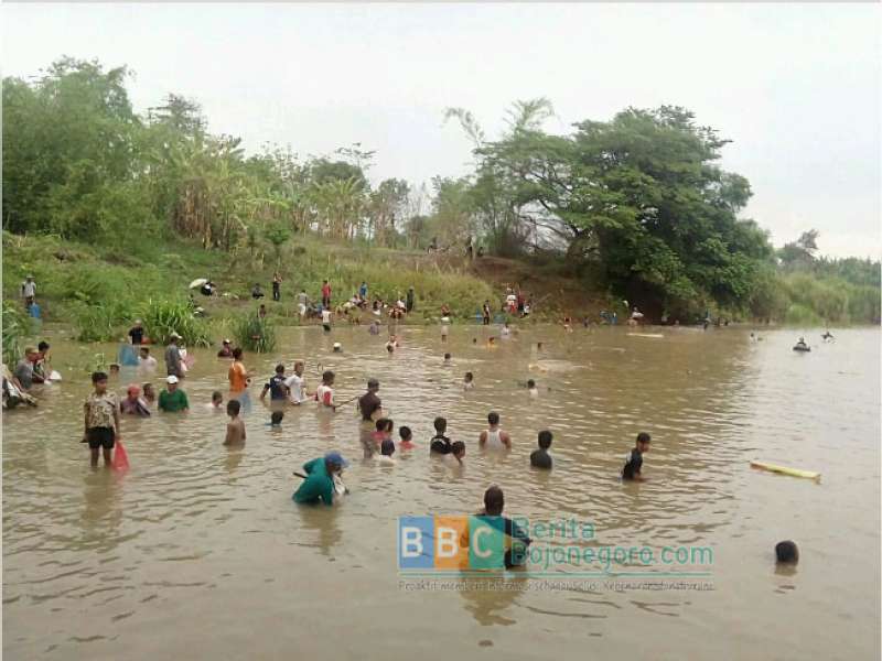 Ikan Munggut Hari Ini, Warga Antusias Padati Tepi Bengawan
