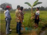 Komisi A Sidak Sawah Sekitar PAD-A Lapangan Sukowati
