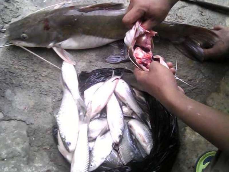 Warga Keluhkan Ikan Munggut Berbau Minyak Tanah