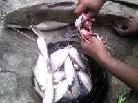 Warga Keluhkan Ikan Munggut Berbau Minyak Tanah