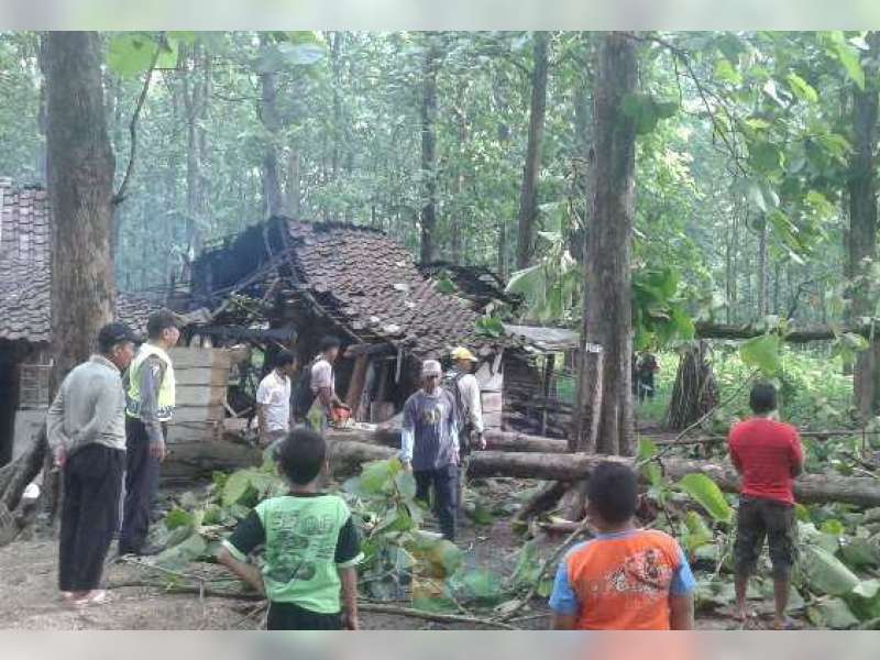 Warung Pal Daplang Hancur Tertimpa Pohon Jati