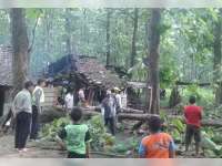 Warung Pal Daplang Hancur Tertimpa Pohon Jati