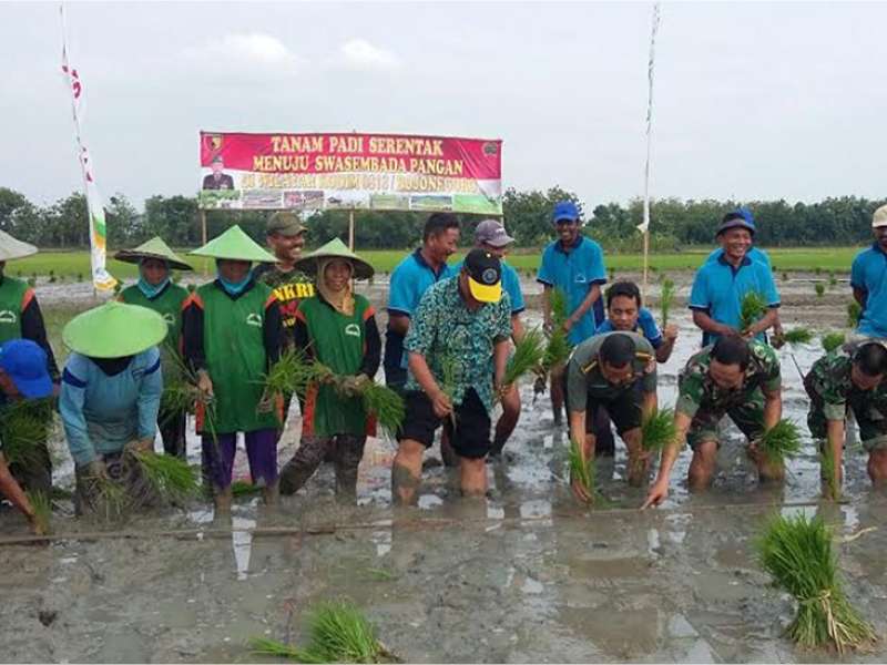 Pemerintah Kecamatan Kanor MenggelarTanam Padi Serentak di 200 Hektar Lahan