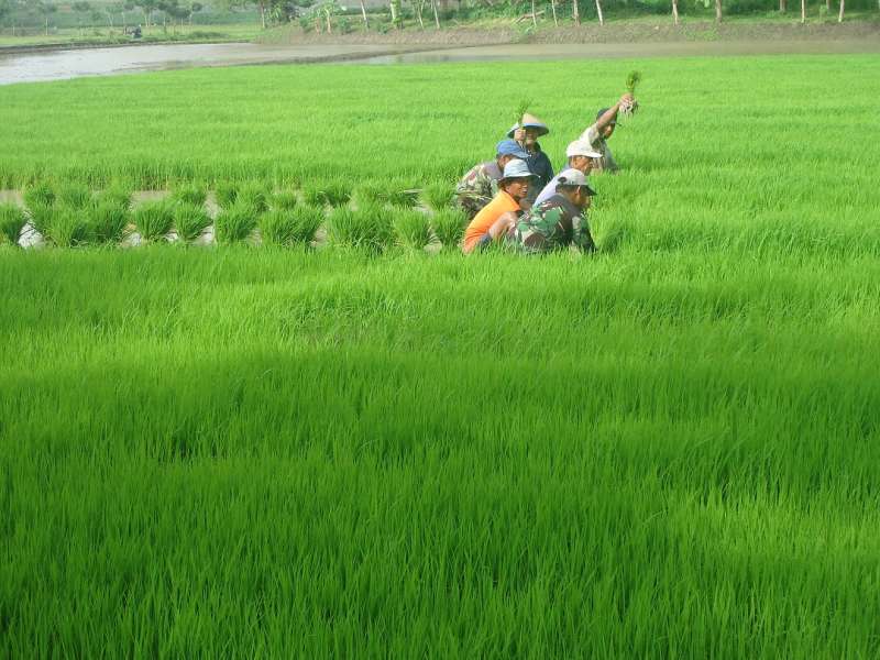 Petani Sekitar Ladang Migas Blok Cepu Mulai Tanam Padi 
