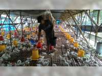 Musim Hujan, Peternak Ayam Khawatir Penyakit Malaria dan Flu Burung 