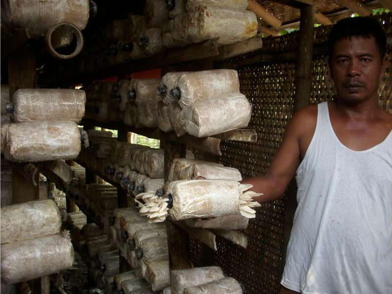 Usaha Jamur Tiram Bisa Mendatangkan Hasil Berlimpah 