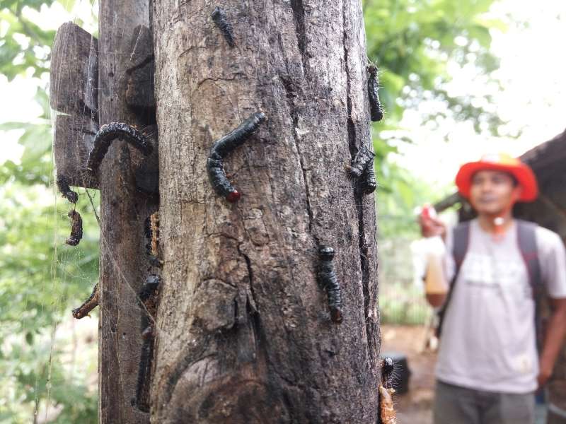Ulat Pohon Jati Menyerbu Permukiman Warga 